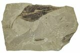 Eocene Fossil Leaf (Styrax) - Green River Formation, Utah #331915-1